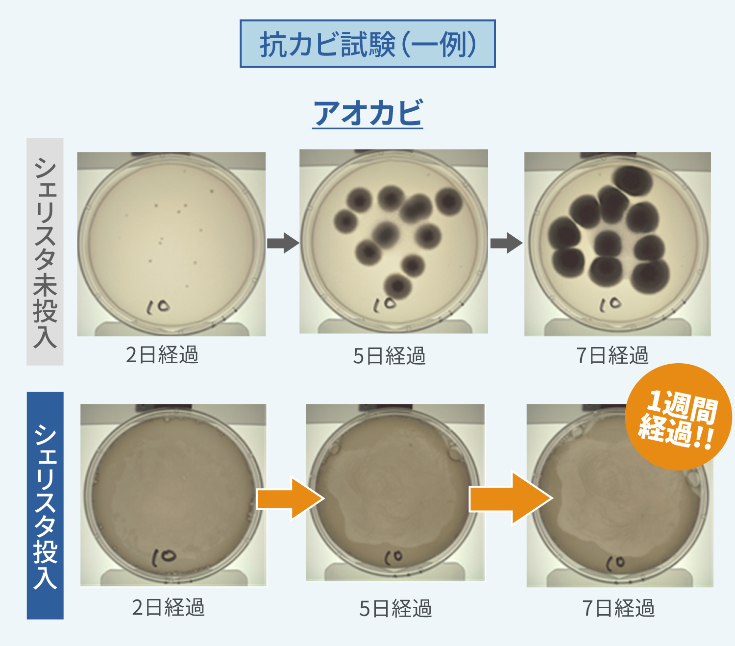 抗カビ試験結果1